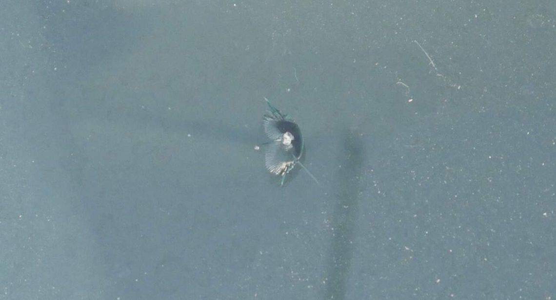 Should I Repair a Windshield Chip? DRIVING LIFE