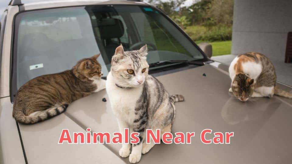Animals Near Car