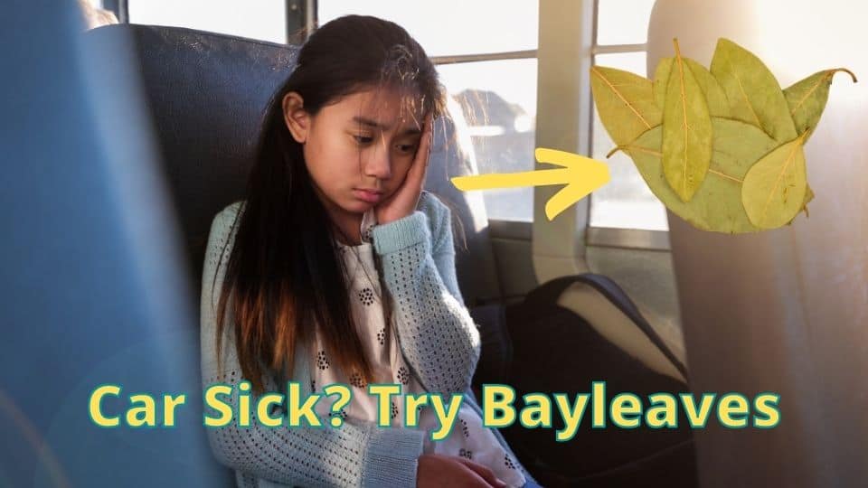 Car Sick_ Try Bay leaves
